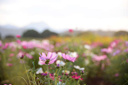 summer flower garden, cosmos flowerの写真素材