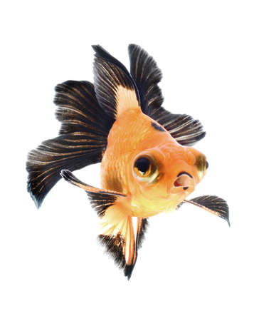goldfish isolated on white backgroundの写真素材