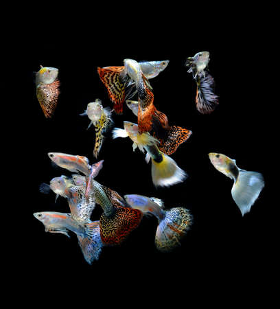 fish guppy pet isolated on black backgroundの写真素材