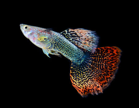 fish guppy pet isolated on black backgroundの写真素材