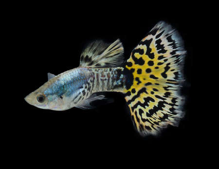 fish guppy pet isolated on black backgroundの写真素材