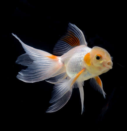 fancy goldfish isolated on black backgroundの写真素材