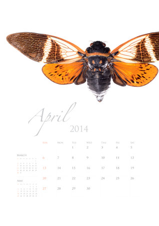 2014 calendar , insect bug beetle design on white background
