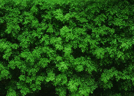 natural green bush textureの写真素材