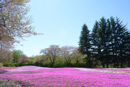 landscape with pink flowers, pink moss, shibazakuraの写真素材