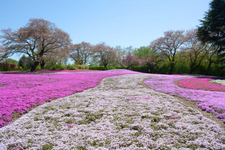 landscape with pink flowers, pink moss, shibazakuraの写真素材
