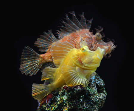 Rhinopias Scorpionfish reef fish , marine fishの写真素材