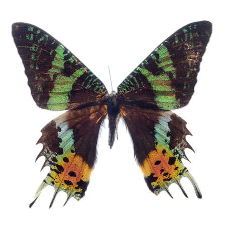 Butterfly Madagascan Sunset Moth Macro Isolated On White Backgroundの写真素材