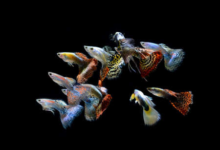 fish guppy pet isolated on black backgroundの写真素材