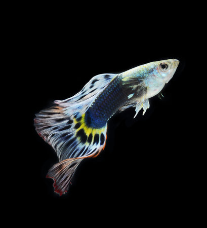fish guppy pet isolated on black backgroundの写真素材