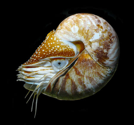 nautilus swimming, alive on black background studio shotの写真素材