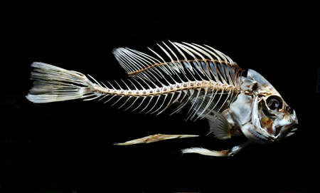 fish skeleton bone isolated on black backgroundの写真素材