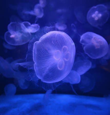 jellyfish on blue ambient in tankの写真素材