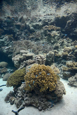 coral reef underwaterの写真素材