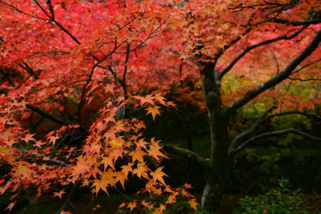 Momiji, Japanese maple in autumn seasonの写真素材