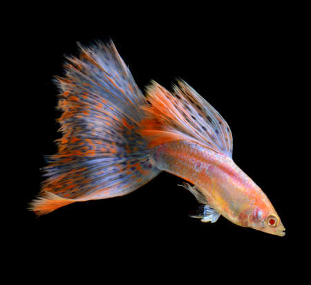 guppy fish on black backgroundの写真素材