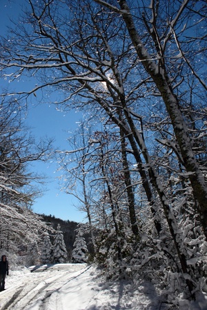 Tall trees after snow against a blue skyの写真素材