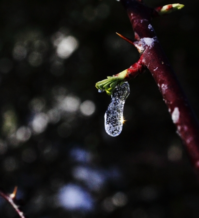 Raspberry Icedの写真素材