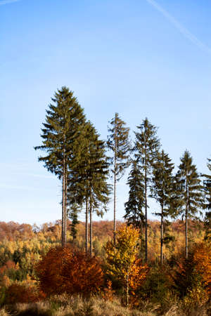 autumn in the forestの写真素材