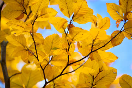 autumn leavesの写真素材