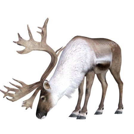 Deer isolated 3d renderingの写真素材