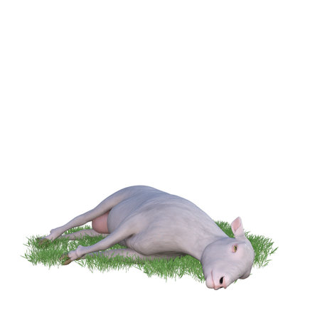 3D digital render of a sleeping pig in grass isolated on white backgroundの写真素材