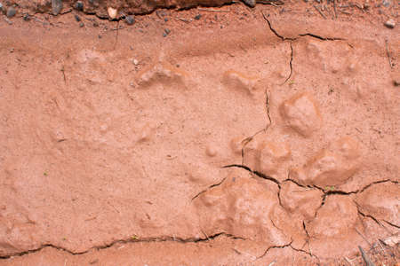 Shiny, dried mud texture looks like chocolateのeditorial素材