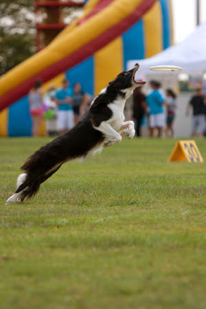 Conyers, GA, USA - August 25, 2012:  A dog jumps and opens mouth wide to try and catch frisbee in a competition at the Big Haynes Creek Wildlife Festival. のeditorial素材