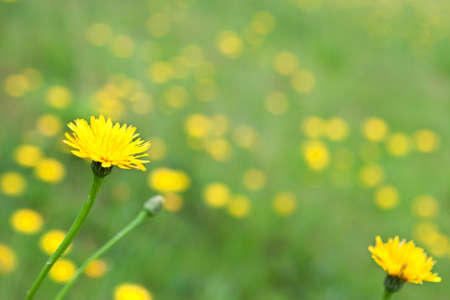 A dandelion in the foreground stands out against a blurred background of yellow flowers. の写真素材