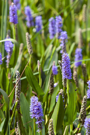 Purple Salvia Grows In Green Field