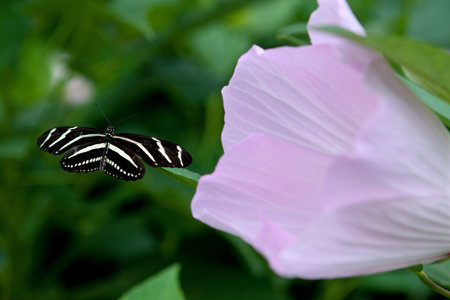 Butterfly Flutters Near Pink Flowerの写真素材