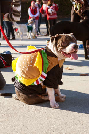 Atlanta, GA, USA - December 5, 2015:  A dog wearing a hamburger costume sits after walking in a dog costume parade on December 5, 2015 in Atlanta, GA.のeditorial素材