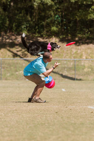 Snellville, GA, USA - May 14, 2016:  A man tosses a frisbee in the air and dog balancing on man's shoulders prepares to jump to catch frisbee in midair, at Pawfest, a dog festival on May 14, 2016 in Snellville, GA.のeditorial素材