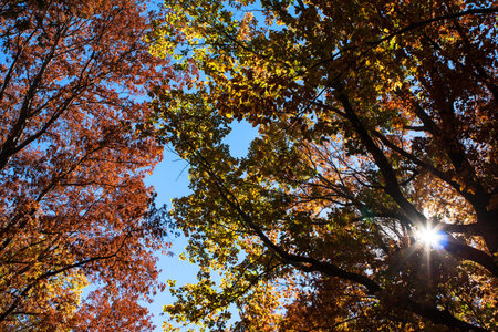 Sunlight with lens flare shines through colorful autumn tree leaves with cobalt blue sky