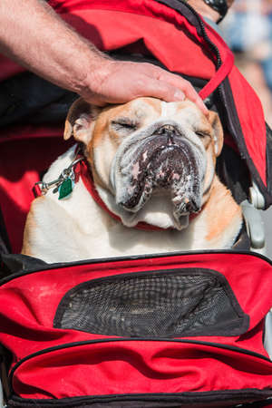 A man's hand pets an English bulldog on top of his head as he sits in a baby stroller.の写真素材