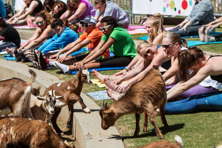 Suwanee, GA, USA - April 29, 2018:  Goats walk along a curb in front of people stretching in a free goat yoga event at Suwanee Towne Park on April 29, 2018 in Suwanee, GA.のeditorial素材