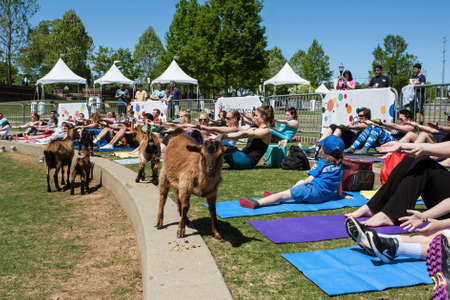 Suwanee, GA, USA - April 29, 2018:  Goats walk along a curb in front of people stretching in a free goat yoga class at Suwanee Towne Park on April 29, 2018 in Suwanee, GA.のeditorial素材
