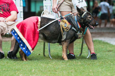 Atlanta, GA, USA - August 18, 2018:  A dog wears a Wonder Woman costume at Doggy Con, a dog costume contest in Woodruff Park on August 18, 2018 in Atlanta, GA.のeditorial素材