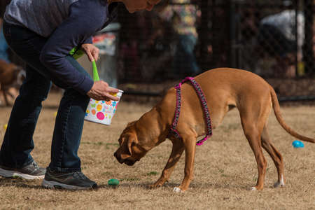 Lawrenceville, GA, USA - March 24, 2018:  A dog owner and her dog pick up plastic easter eggs filled with dog treats in the Rock Springs Dog Park at the Dog Gone Egg Hunt on March 24, 2018 in Lawrenceville, GA.のeditorial素材