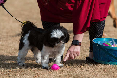 Lawrenceville, GA, USA - March 24, 2018:  A dog owner points her curious dog to a plastic egg filled with a doggy treat at the Dog Gone Egg Hunt on March 24, 2018 in Lawrenceville, GA.のeditorial素材