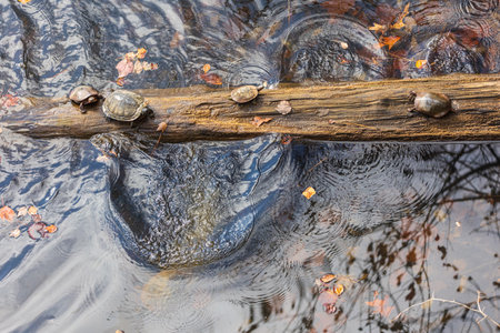 a group of aquatic turtles bask and dive off a partially submerged log in a tranquil north Georgia lake.の写真素材
