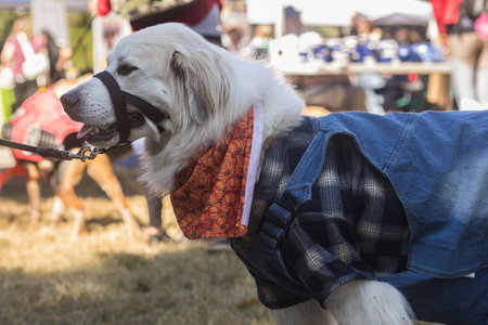 A dog is dressed in overalls and a flannel shirt as part of a dog costume contest in Atlanta.の写真素材