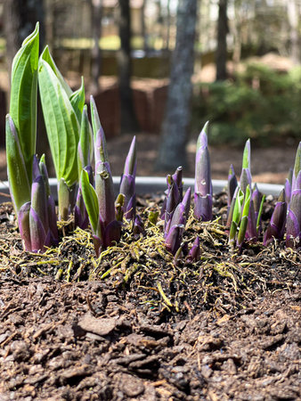 Fresh sprouts of a perennial plant push up through the soil with the emergence of spring and warm...