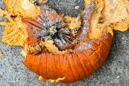 Closeup shows a soft, decaying pumpkin lying in pieces after being smashed on pavement after Halloween.の写真素材
