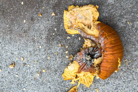 A soft, decaying pumpkin lies in pieces after being smashed on pavement after Halloween.の写真素材
