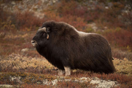 Musk ox outdoors at dovre mountain in Norwayの写真素材