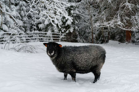 Sheep walking in snow at a farmの写真素材