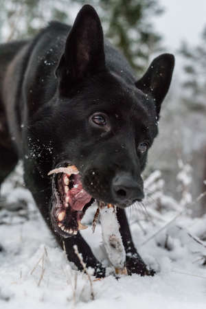 A black dog looking in to the lensの写真素材