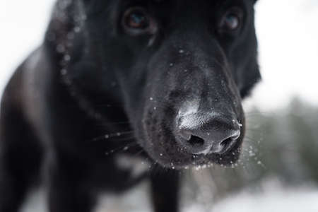 A black dog looking in to the lensの写真素材