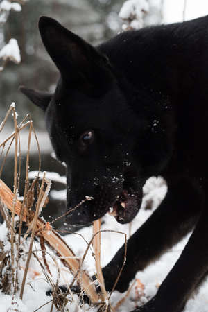 A black dog looking in to the lensの写真素材